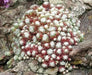 Sempervivum arachnoideum, (50 SEED ) Hens and Chicks, PERENNIAL SUCCULLENT - Caribbean garden seed