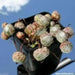 Sempervivum arachnoideum, (50 SEED ) Hens and Chicks, PERENNIAL SUCCULLENT - Caribbean garden seed