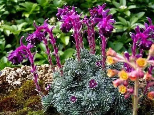 Sempervivum Seeds, Houseleek,mat-forming succulent - Caribbean garden seed