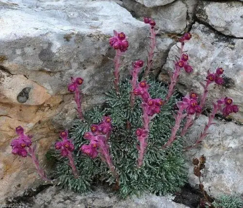 Sempervivum Seeds, Houseleek,mat-forming succulent - Caribbean garden seed