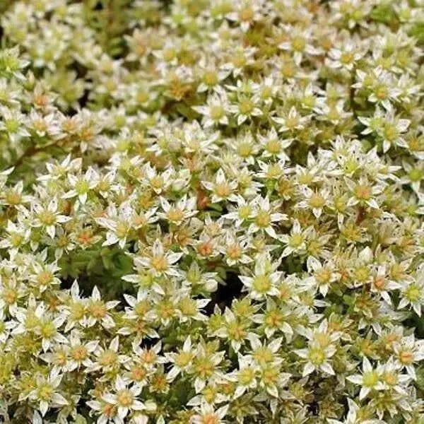 Sedum "Oktoberfest" Seeds,Hardy,Creeping StoneCrop,succulent, groundcover - Caribbean garden seed