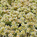 Sedum "Oktoberfest" Seeds,Hardy,Creeping StoneCrop,succulent, groundcover - Caribbean garden seed