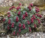 Sempervivum Seeds, Houseleek,mat-forming succulent - Caribbean garden seed