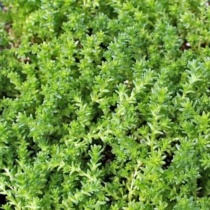 Sedum "Oktoberfest" Seeds,Hardy,Creeping StoneCrop,succulent, groundcover - Caribbean garden seed