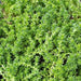 Sedum "Oktoberfest" Seeds,Hardy,Creeping StoneCrop,succulent, groundcover - Caribbean garden seed