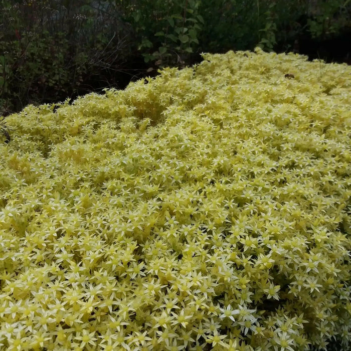 Sedum "Oktoberfest" Seeds,Hardy,Creeping StoneCrop,succulent, groundcover - Caribbean garden seed