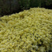 Sedum "Oktoberfest" Seeds,Hardy,Creeping StoneCrop,succulent, groundcover - Caribbean garden seed