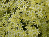 Sedum "Oktoberfest" Seeds,Hardy,Creeping StoneCrop,succulent, groundcover - Caribbean garden seed