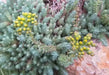 Sedum Montanum SSP.Orientale(Seed) Unusual Evergreen Sedum, Drought Resistant - Caribbean garden seed