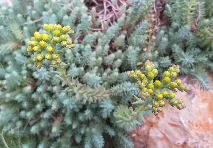 Sedum Montanum SSP.Orientale(Seed) Unusual Evergreen Sedum, Drought Resistant - Caribbean garden seed