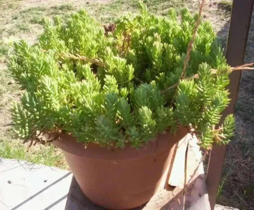 Sedum Montanum SSP.Orientale(Seed) Unusual Evergreen Sedum, Drought Resistant - Caribbean garden seed