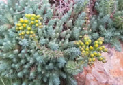 Sedum Montanum SSP.Orientale(Seed) Unusual Evergreen Sedum, Drought Resistant - Caribbean garden seed