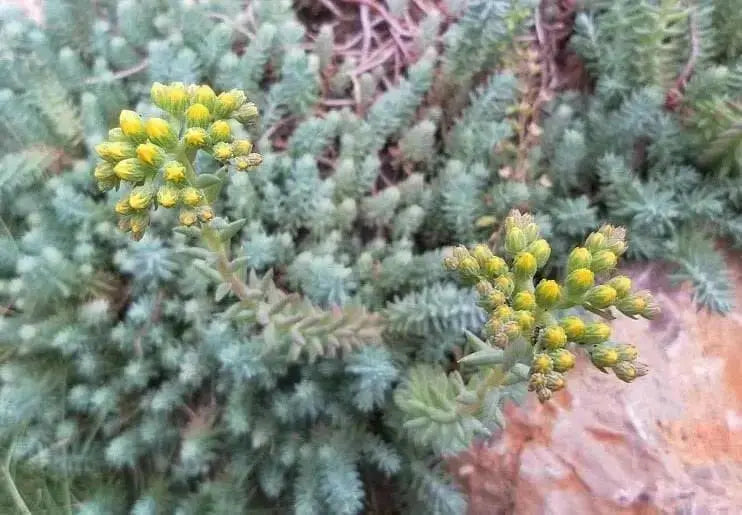 Sedum Montanum SSP.Orientale(Seed) Unusual Evergreen Sedum, Drought Resistant - Caribbean garden seed