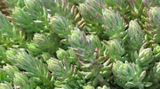 Sedum Montanum SSP.Orientale(Seed) Unusual Evergreen Sedum, Drought Resistant - Caribbean garden seed