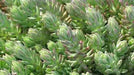 Sedum Montanum SSP.Orientale(Seed) Unusual Evergreen Sedum, Drought Resistant - Caribbean garden seed