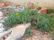 Sedum Montanum SSP.Orientale(Seed) Unusual Evergreen Sedum, Drought Resistant - Caribbean garden seed