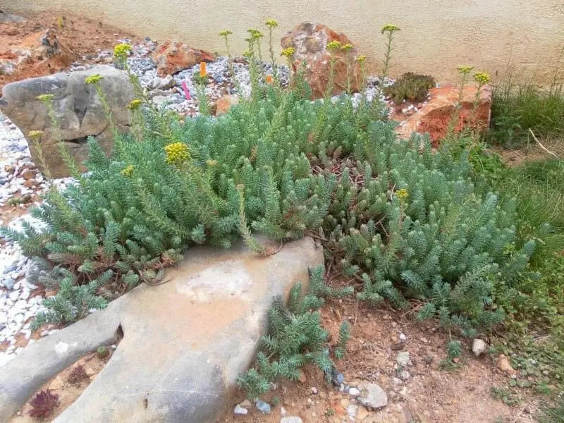 Sedum Montanum SSP.Orientale(Seed) Unusual Evergreen Sedum, Drought Resistant - Caribbean garden seed