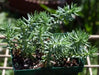 Sedum Montanum SSP.Orientale(Seed) Unusual Evergreen Sedum, Drought Resistant - Caribbean garden seed