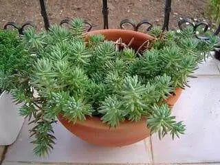 Sedum Montanum SSP.Orientale(Seed) Unusual Evergreen Sedum, Drought Resistant - Caribbean garden seed