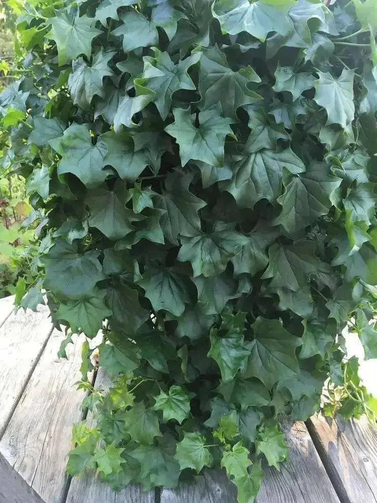 Senecio Tropical German Ivy,LIVE STARTER PLANT, HOUSEPLANT VINE - Caribbean garden seed