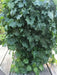 Senecio Tropical German Ivy,LIVE STARTER PLANT, HOUSEPLANT VINE - Caribbean garden seed