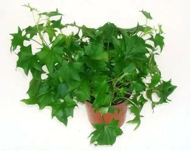 Senecio Tropical German Ivy,LIVE STARTER PLANT, HOUSEPLANT VINE - Caribbean garden seed