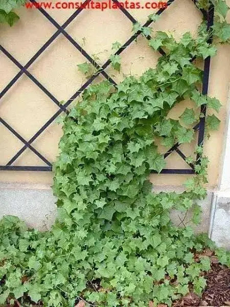 Senecio Tropical German Ivy,LIVE STARTER PLANT, HOUSEPLANT VINE - Caribbean garden seed