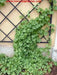 Senecio Tropical German Ivy,LIVE STARTER PLANT, HOUSEPLANT VINE - Caribbean garden seed