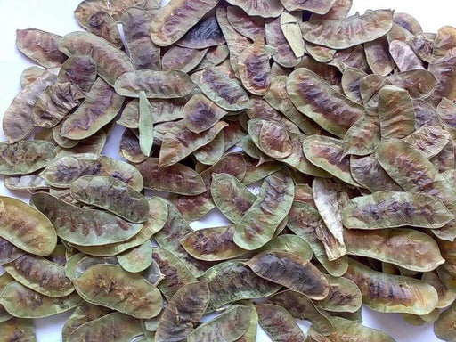 Senna pods herbal tea,And More!  Indian senna, true senna - Caribbean garden seed