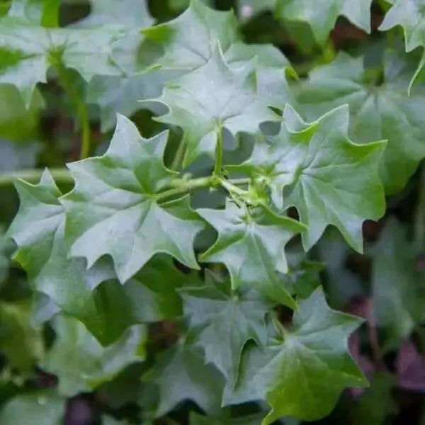 Senecio Tropical German Ivy,LIVE STARTER PLANT, HOUSEPLANT VINE - Caribbean garden seed