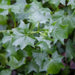Senecio Tropical German Ivy,LIVE STARTER PLANT, HOUSEPLANT VINE - Caribbean garden seed
