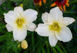 Serene Madonna Daylily (2 year division) PERENNIAL - Caribbean garden seed