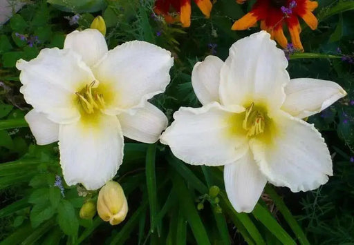 Serene Madonna Daylily (2 year division) PERENNIAL - Caribbean garden seed