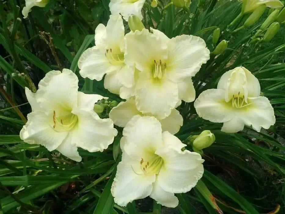 Serene Madonna Daylily (2 year division) PERENNIAL - Caribbean garden seed