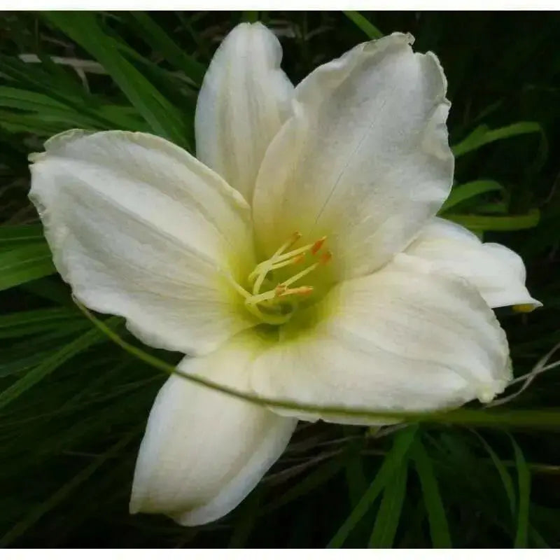 Serene Madonna Daylily (2 year division) PERENNIAL - Caribbean garden seed