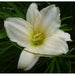 Serene Madonna Daylily (2 year division) PERENNIAL - Caribbean garden seed