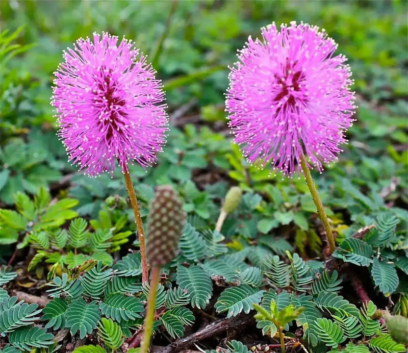 Sensitive Plant Seeds, Mimosa pudica a.K.a Shy Plant, Touch-Me-Not - Caribbean garden seed