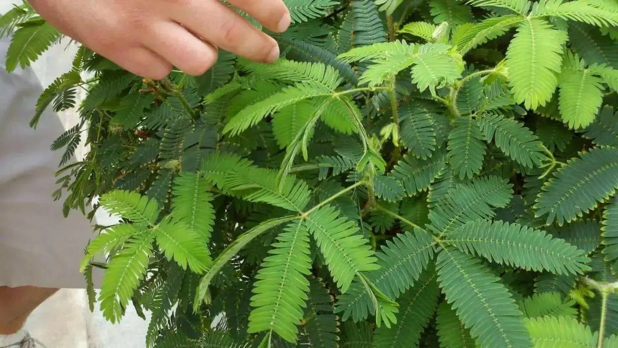 Sensitive Plant Seeds, Mimosa pudica a.K.a Shy Plant, Touch-Me-Not - Caribbean garden seed