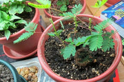 Sensitive Plant Seeds, Mimosa pudica a.K.a Shy Plant, Touch-Me-Not - Caribbean garden seed