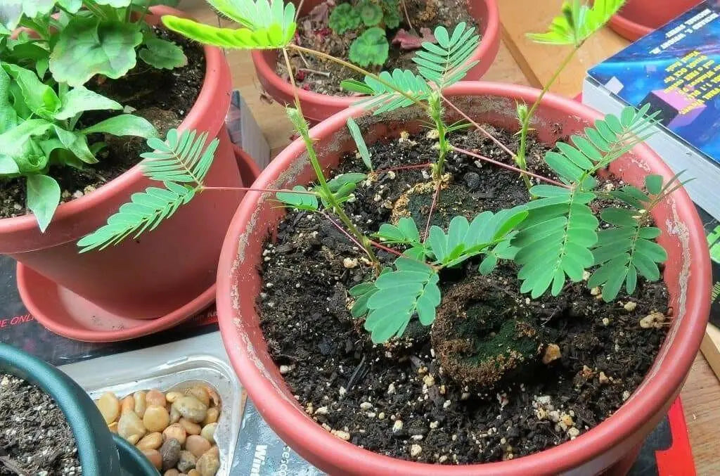 Sensitive Plant Seeds, Mimosa pudica a.K.a Shy Plant, Touch-Me-Not - Caribbean garden seed