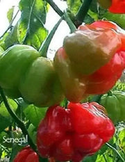 Senegal Red Chile peppers seeds,Capsum Chinese Very Hot - Caribbean garden seed
