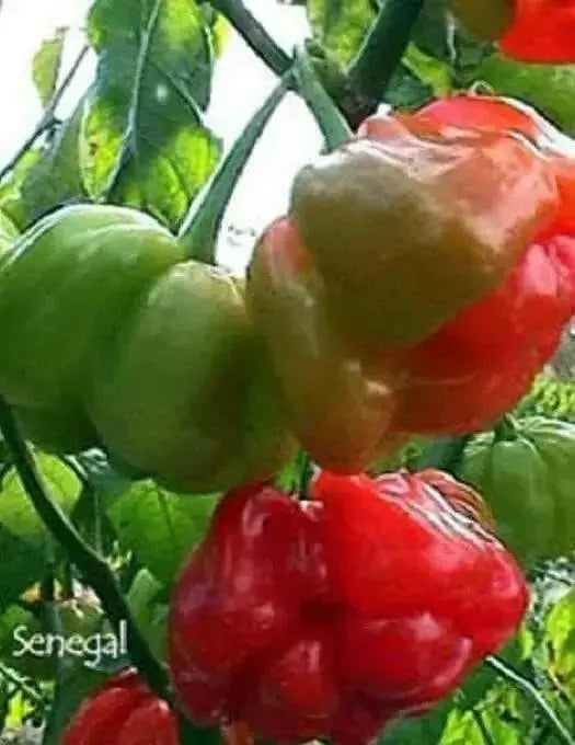 Senegal Red Chile peppers seeds,Capsum Chinese Very Hot - Caribbean garden seed