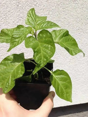 Senegal Red Chile peppers seeds,Capsum Chinese Very Hot - Caribbean garden seed