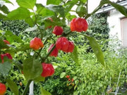 Senegal Red Chile peppers seeds,Capsum Chinese Very Hot - Caribbean garden seed