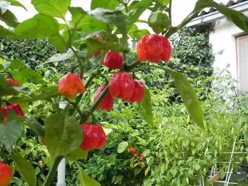 Senegal Red Chile peppers seeds,Capsum Chinese Very Hot - Caribbean garden seed