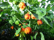 Senegal Red Chile peppers seeds,Capsum Chinese Very Hot - Caribbean garden seed