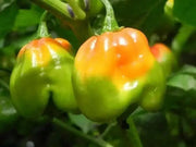 Senegal Red Chile peppers seeds,Capsum Chinese Very Hot - Caribbean garden seed
