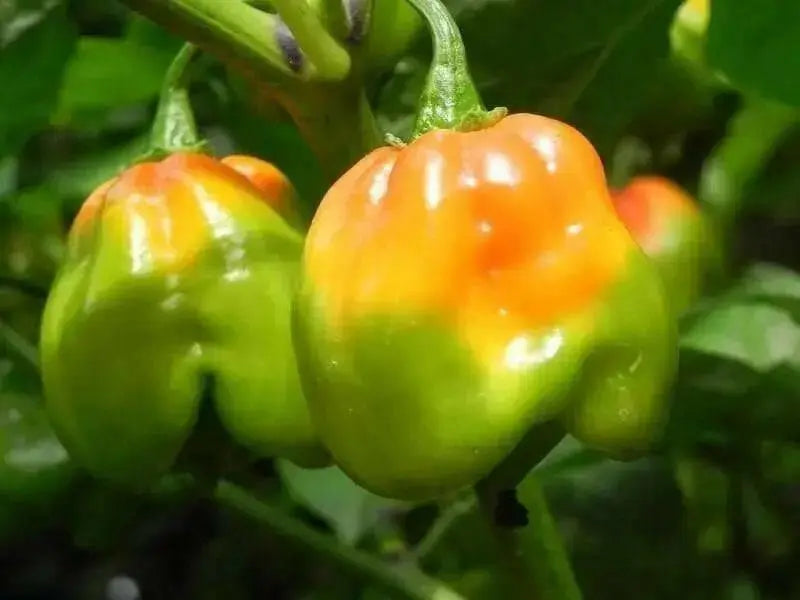 Senegal Red Chile peppers seeds,Capsum Chinese Very Hot - Caribbean garden seed