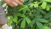 Sensitive Plant Seeds,Touch-Me-Not, - Caribbean garden seed