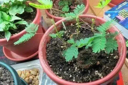 Sensitive Plant Seeds,Touch-Me-Not, - Caribbean garden seed